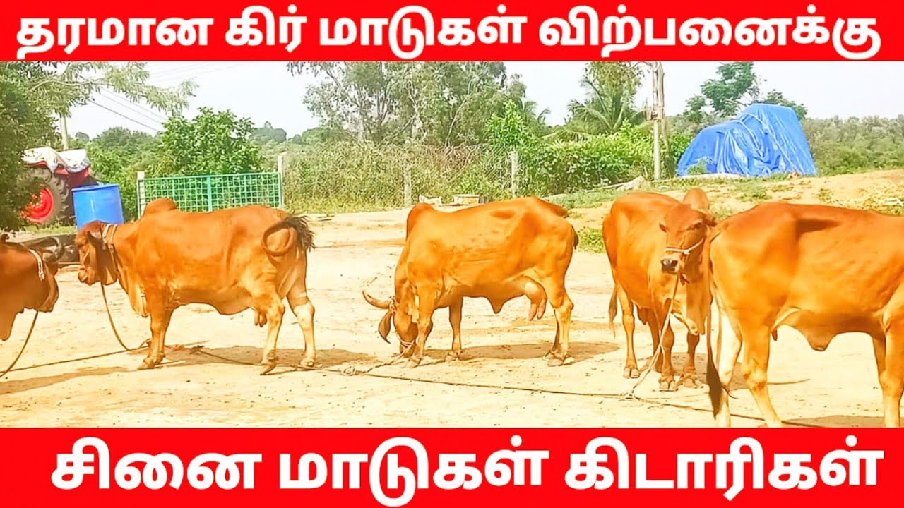 Gir cow dairy farm/gir cow for sale/gir cow video/கிர் சினை மாடுகள் /கிர் கிடாரிகள் விற்பனைக்கு.