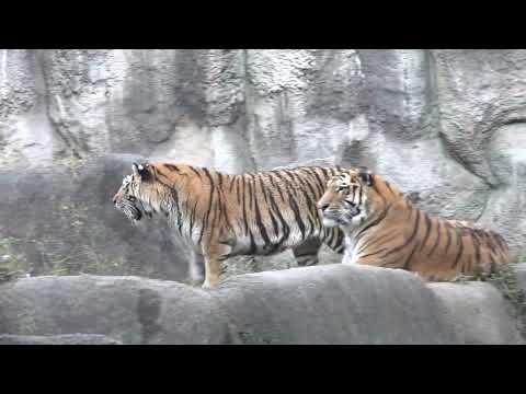 今日のこの日この時間を大切に❣　アムールトラきょうだい🐯🐯🐯　浜松市動物園にて　2022年11月6日 00112 @kaomaru42