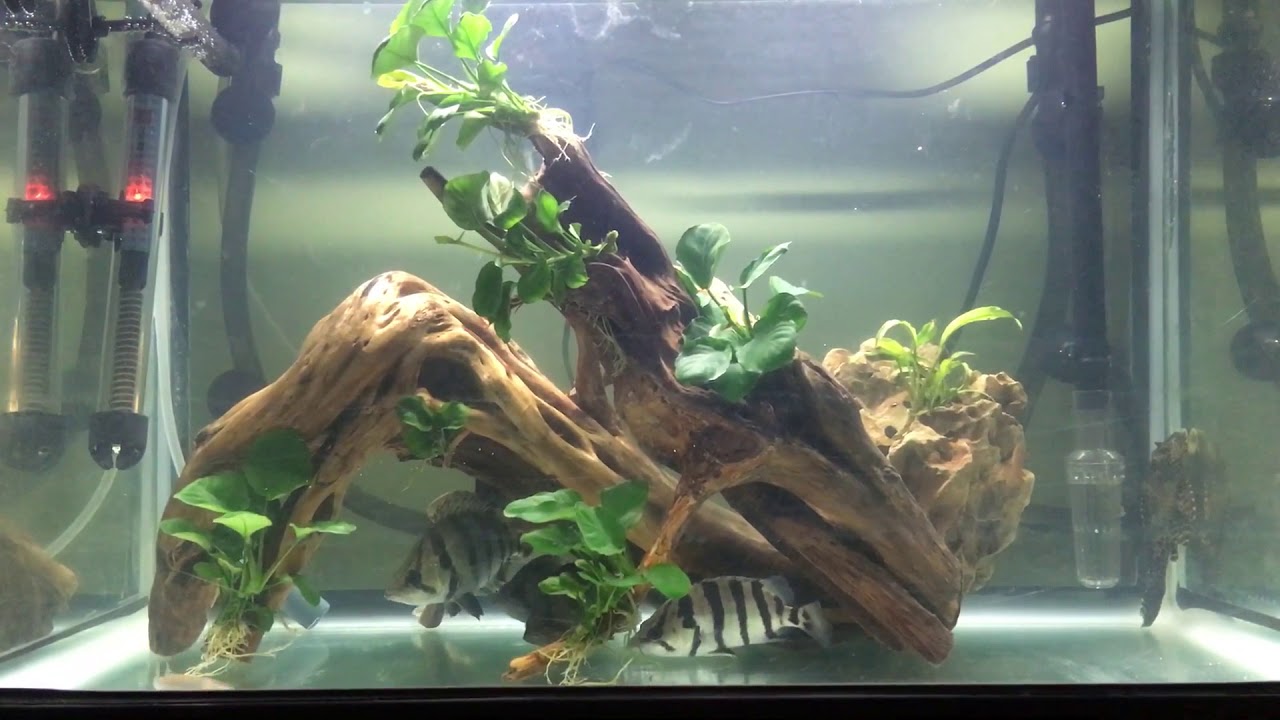 Datnioides Polota feeding time - Cá hổ bạc măm măm