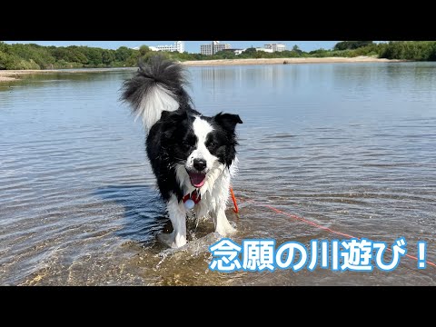 念願の川遊びではしゃぎまくる愛犬　#ボーダーコリー #bordercollie #犬