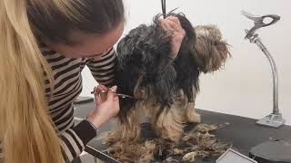 peluqueria canina yorkshire terrier corte a tijera