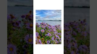 53/365📸 Violets #photography #shotoniphone #flowers