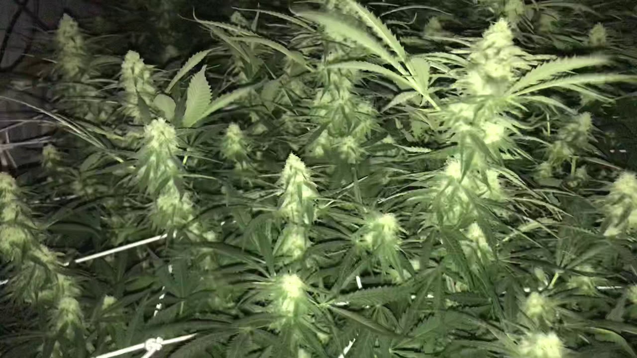 Moby dick day 29 flower