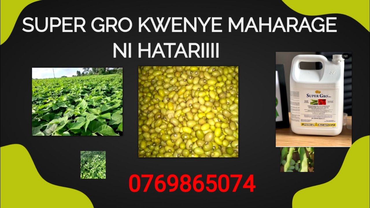 Maajabu ya super gro kwenye maharage 