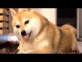 柴犬シバチャが好きなおやつランキング TOP5→1