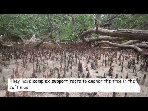 Habitat 6 - Mangrover