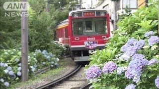 車窓から1万本の花を・・・箱根走る