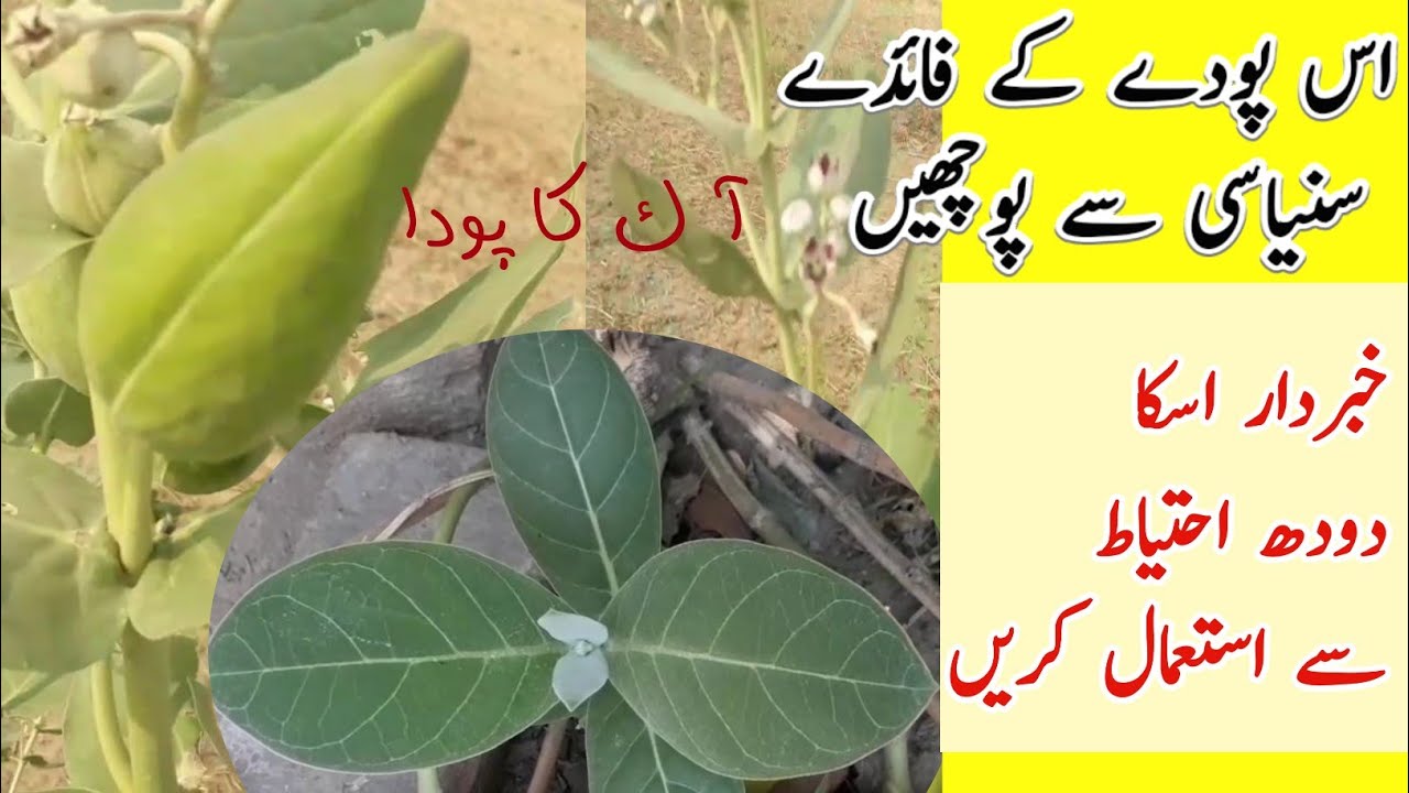 aqq ka paudha kaise hota hai How to plant understand aakh aak YouTube