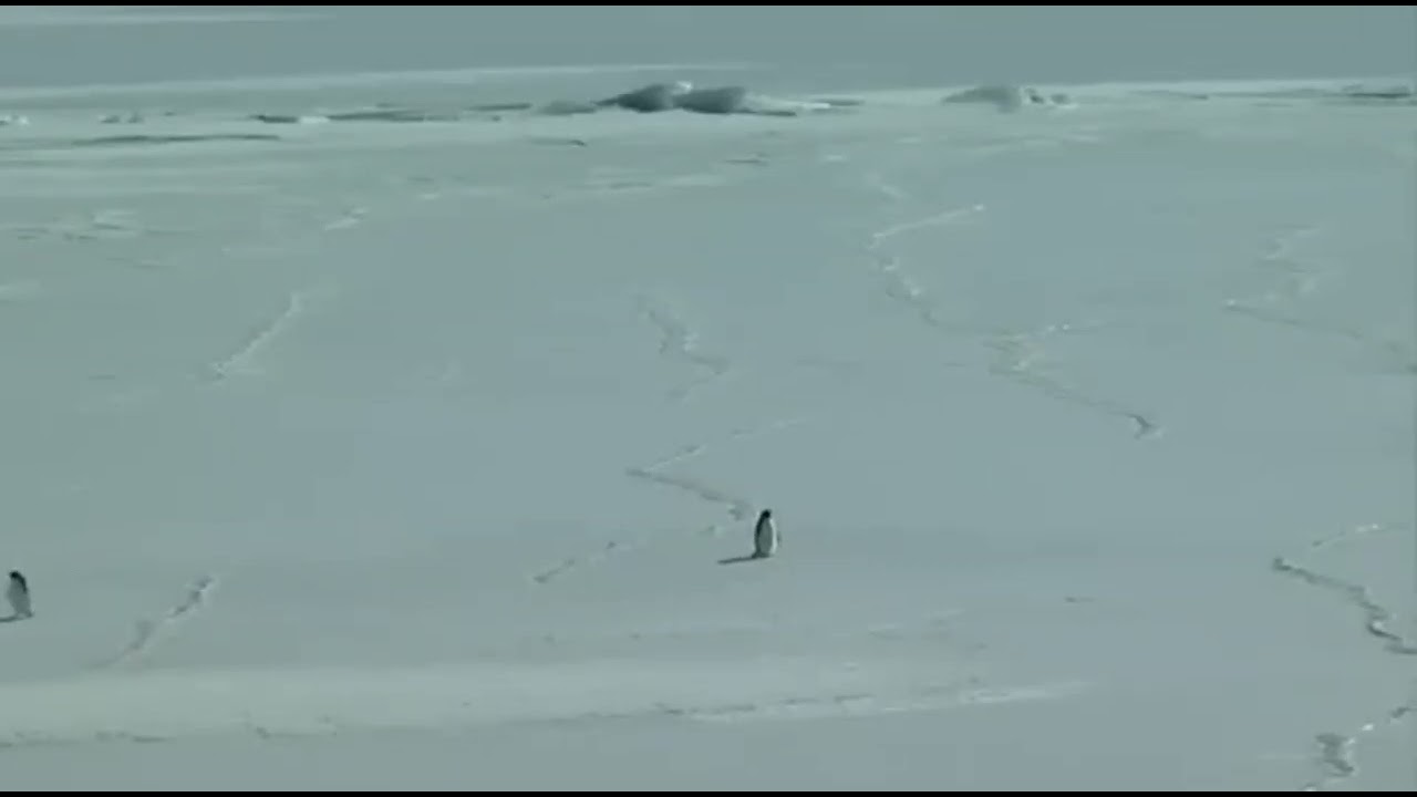 Why This Penguin is Walking Toward Certain Death 🏔️