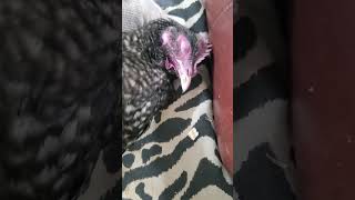 Sandra my love just died 02-10-2026 ,She pecked my pant leg when she wanted a treat.