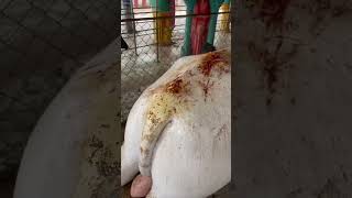 Download Lagu Nandiswara MP3