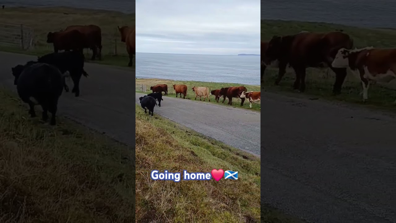 Gathering cows