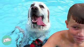 Lab Is Obsessed With Swimming And It’s Getting Extreme | Cuddle Buddies