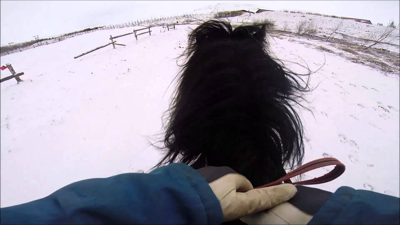 Horse riding at Laxnes Horse Farm (Kristján)