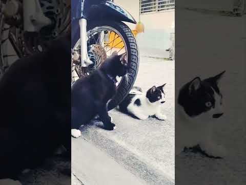 The Most Heart Stealing Creatures Explore Tiktok Cat Duet Like 