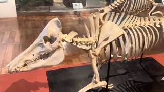 Skeleton of the wild pig|Solar Power|National Museum of the Philippines 🇵🇭 |Top 1 best toursite by Marilyn Rabino 191 views 6 months ago 6 minutes, 10 seconds