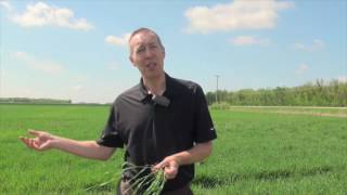 Wheat School: Anticipating Flag Leaf Fungicide Timing Using GDD