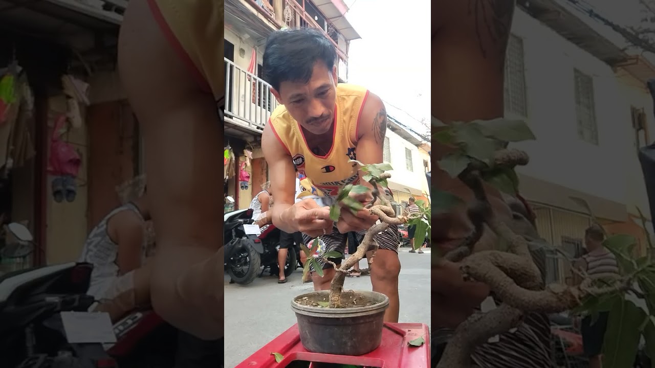 Tagal napabayaan, ayusin ulit natin ang ating baleteng bonsai.