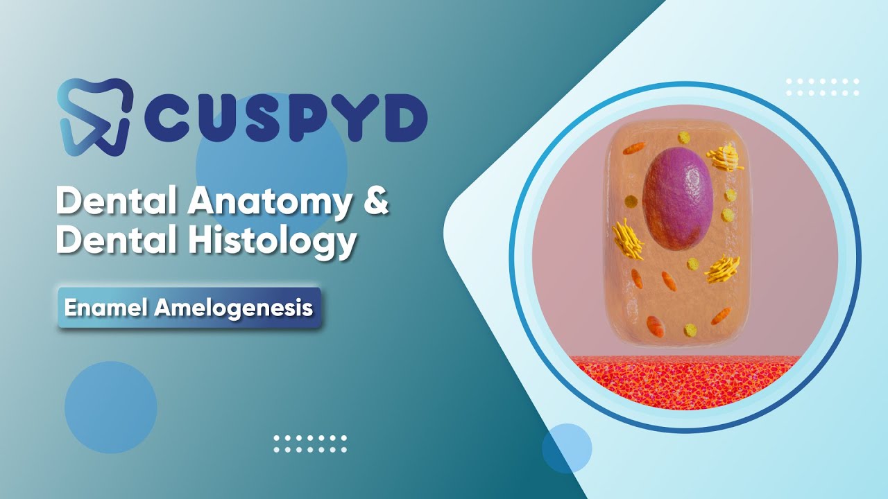 DADH - Oral Histology - Enamel Amelogenesis - Morphologic changes in Ameloblast
