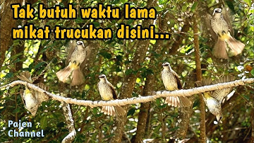 Mikat trucukan semudah ini