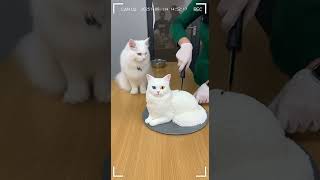 Celebrity Real Turkish Angora cat vs look-alike cat cake: the moment we slice it (safe shoot) Wealth