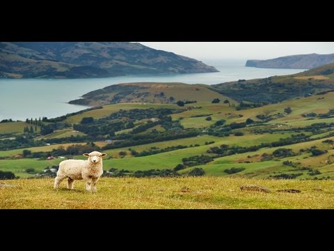 Wideo: Surfowanie Po Południowym Krańcu świata: Fiordland, Nowa Zelandia - Matador Network