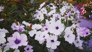 видео: ПЕТУНИЯ САМОСЕВЫ.СТОИТ СОБИРАТЬ СЕМЕНА ИЛИ НЕТ. картинка: ПЕТУНИЯ САМОСЕВЫ.СТОИТ СОБИРАТЬ СЕМЕНА ИЛИ НЕТ.