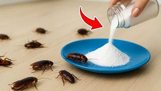 Kill Cockroaches with Just a Piece of Ginger—No Survivors!|Clever Tricks