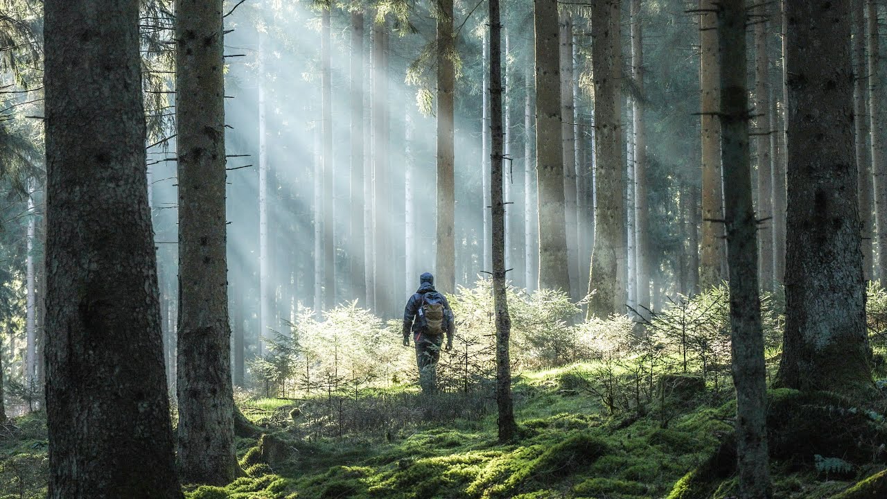 3 Days in an Ancient Forest - Misty Mornings, Sunrays & Wildlife