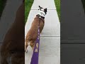 Ellie's Daily Walk #dogshorts