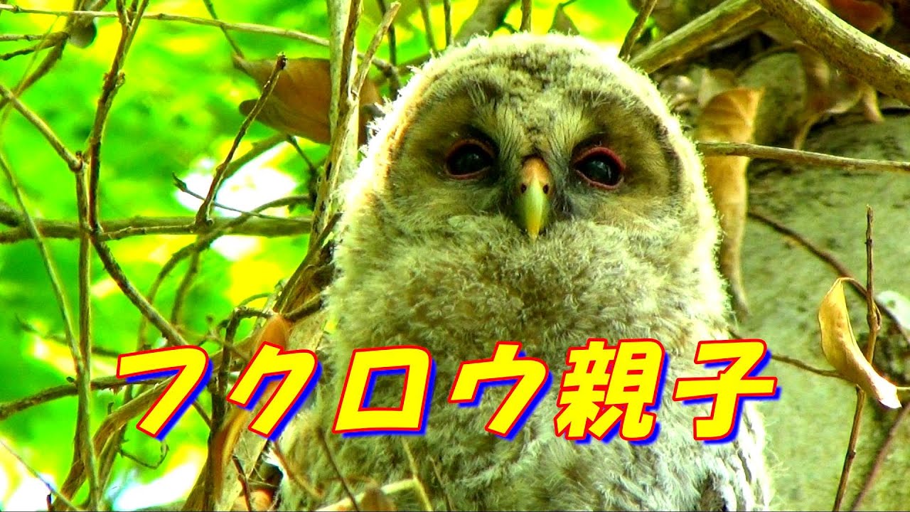 ヤマモ】ファミリー フクロウ(御影石) ヤマモ】親子フクロウ(御影石)