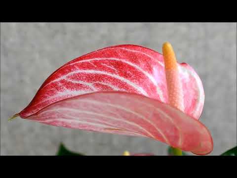 Video: Anthurium (Anthurium) Kukka-flamingo, Kasvaa Kotona