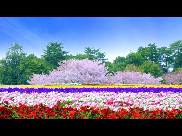 中村由利子／思いをとどけて ― Yuriko Nakamura／Send My Heart - YouTube