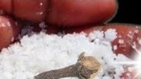 05 मई वैसाख सोमवार के दिन इस जगह फेंक देना 1 मुट्ठी नमक बनोगे धनवान.#pradeepmishra