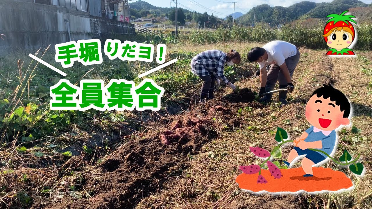 サツマイモ手堀りだよ全員集合！ - YouTube