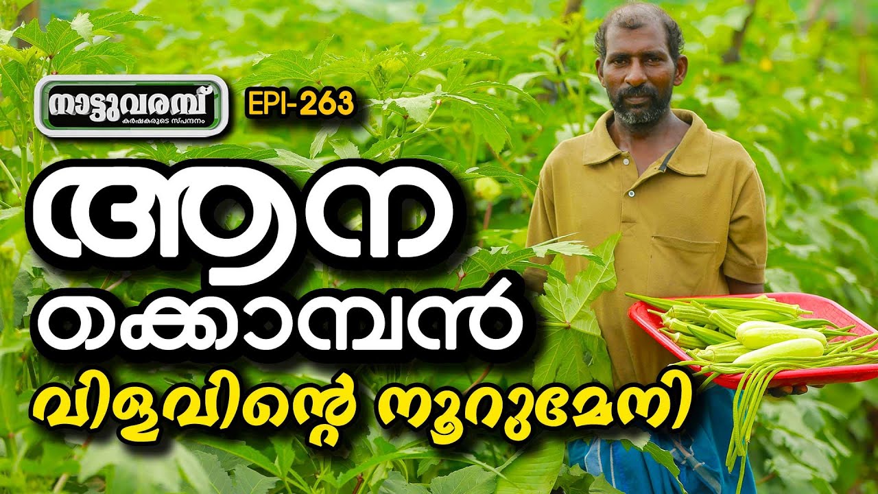 ആനക്കൊമ്പൻ വിളവിന്റെ നൂറുമേനി  | ആനക്കൊമ്പൻ വെണ്ട | NATTUVARAMBU | EP 263 | JANAM TV