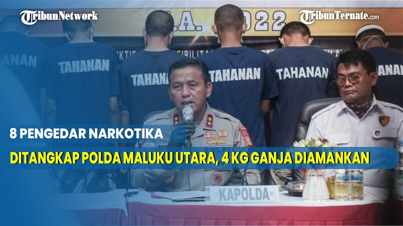 8 Pengedar Narkotika Ditangkap Polda Maluku Utara, 4 Kg Ganja Diamankan Dari Tangan Pelaku
