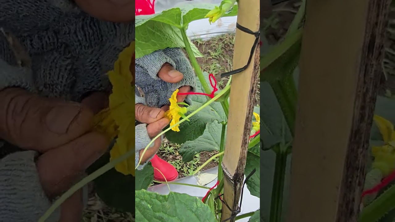 Pupuk Genderuwu/ Timun kawin.