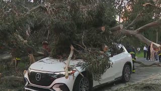4 cars hit by falling tree on 19th Avenue in San Francisco's Golden Gate Park; 2 injured