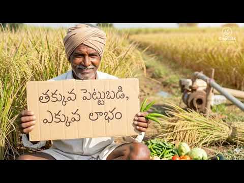 వరి పంటలో 30% వరకు దిగుబడి పెంచడం ఎలా ??