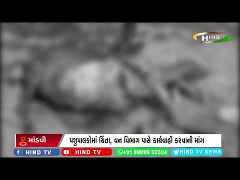 ઉમરપાડાના આમલી દાબડા ગામે દીપડાએ ગાયનું મારણ કર્યું
