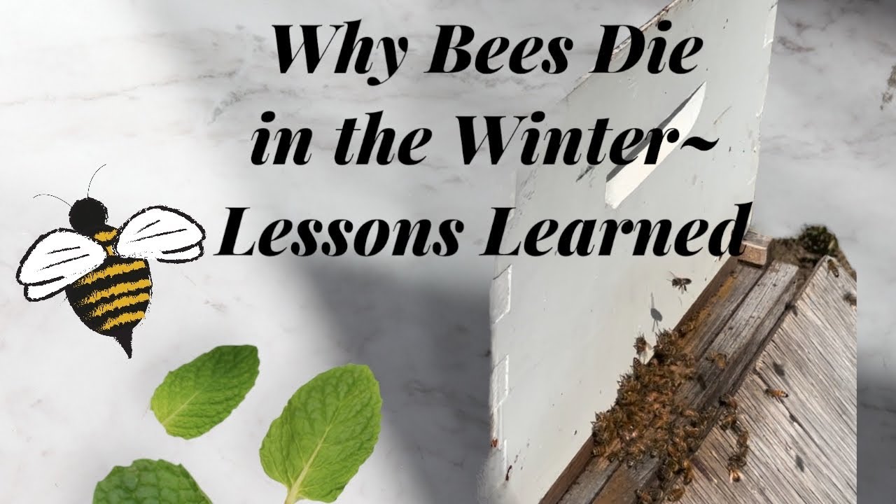 WHY BEES DIE IN THE WINTER ~ LESSONS LEARNED