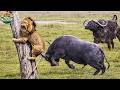 Not Always Fearless – The Truth About Why Lions Sometimes Walk Away | Wildlife Documentary