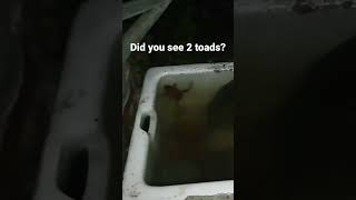 Toads Unexpected Bath Caught In A Butler Sink