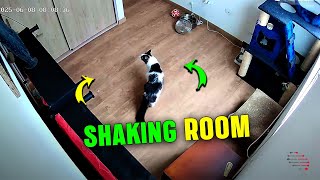 Cats Startled as Earthquake Jolts Room