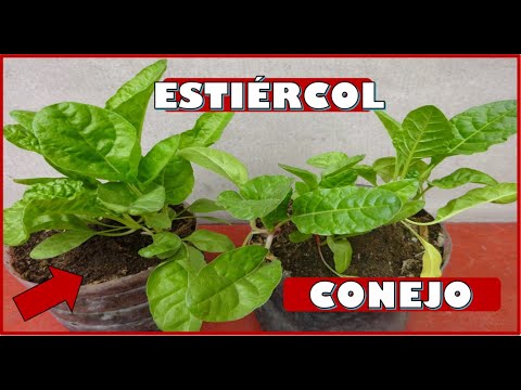 COMO UTILIZAR EL ESTIERCOL DE CONEJO EN EL CULTIVO DE PLANTAS