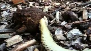 Garter Snake Eating Toad