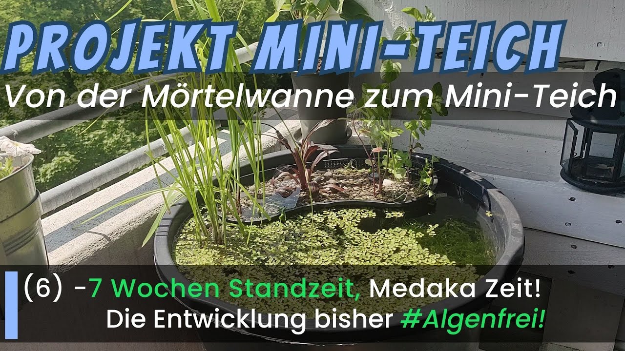 Von der Mörtelwanne zum Mini-Teich! 7 Wochen Standzeit, MEDAKA Zeit! -Die Entwicklung (6) 