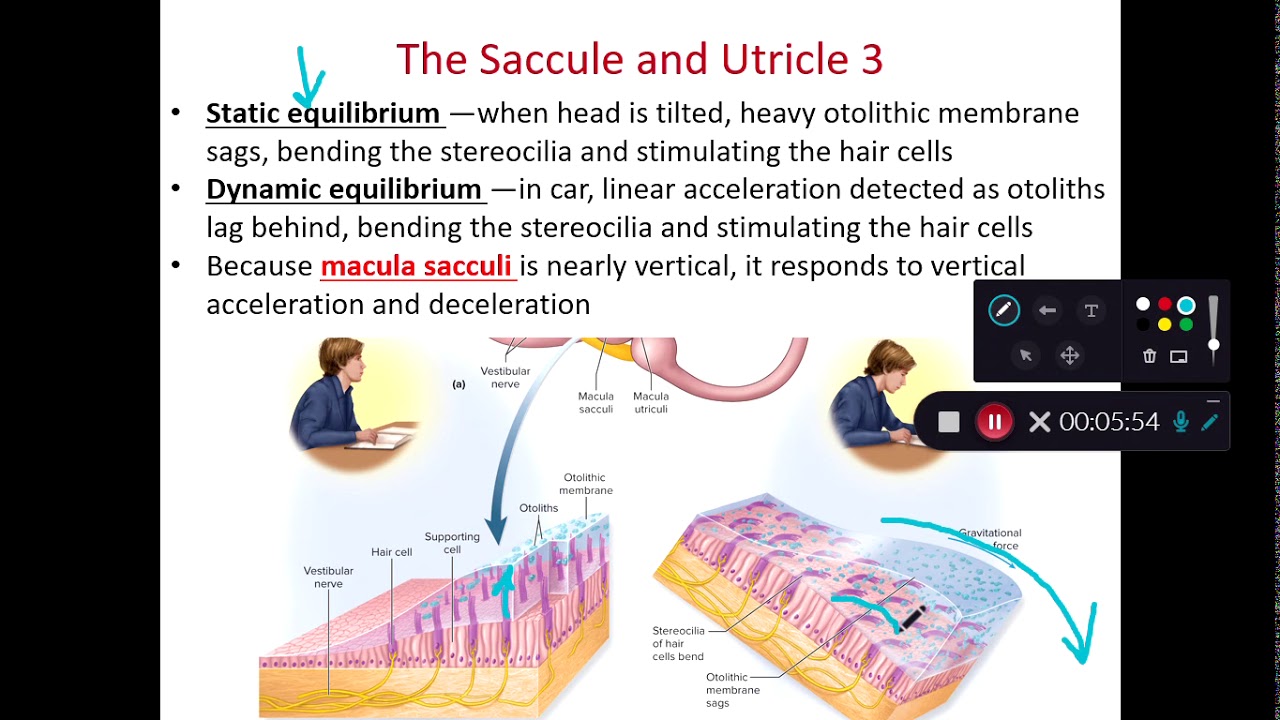 BIOL 214 Equilibrium (Ch 16 Part 4) - YouTube