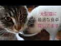 猫の食事用ラック新調！陶器の脚付きフードボウルからステンレスの食器へ変えた感想。ラグドールの子猫とメインクーンの反応は？